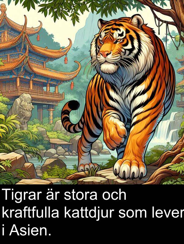 lever: Tigrar är stora och kraftfulla kattdjur som lever i Asien.