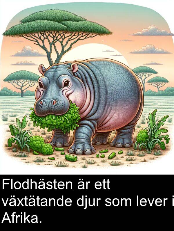 växtätande: Flodhästen är ett växtätande djur som lever i Afrika.