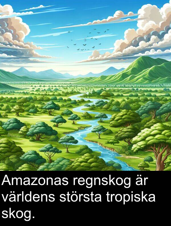 tropiska: Amazonas regnskog är världens största tropiska skog.