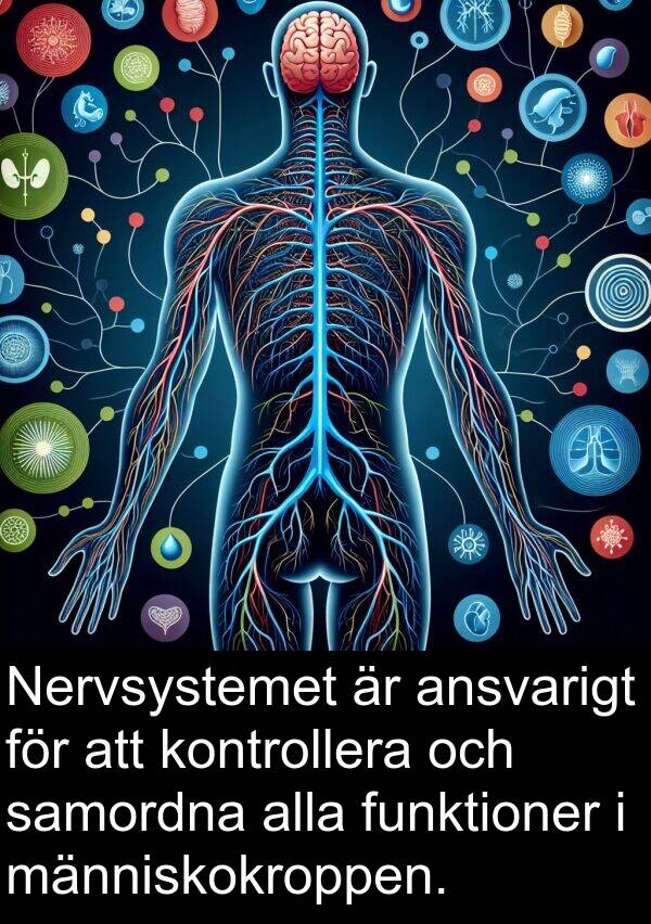 människokroppen: Nervsystemet är ansvarigt för att kontrollera och samordna alla funktioner i människokroppen.