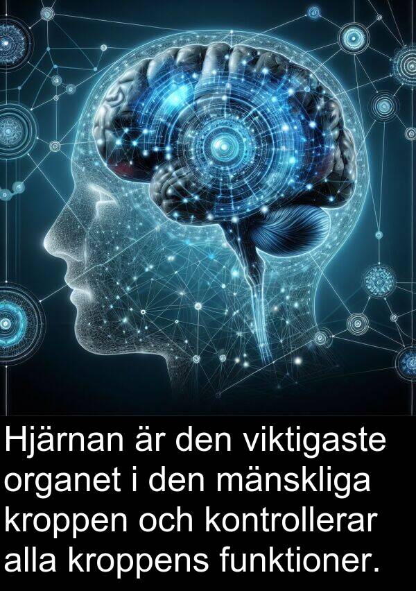 mänskliga: Hjärnan är den viktigaste organet i den mänskliga kroppen och kontrollerar alla kroppens funktioner.