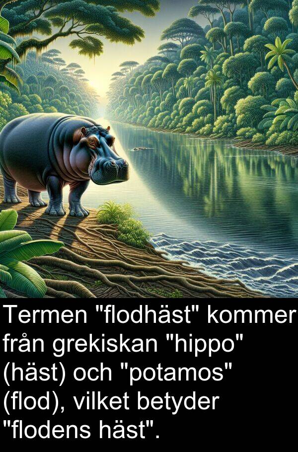 vilket: Termen "flodhäst" kommer från grekiskan "hippo" (häst) och "potamos" (flod), vilket betyder "flodens häst".