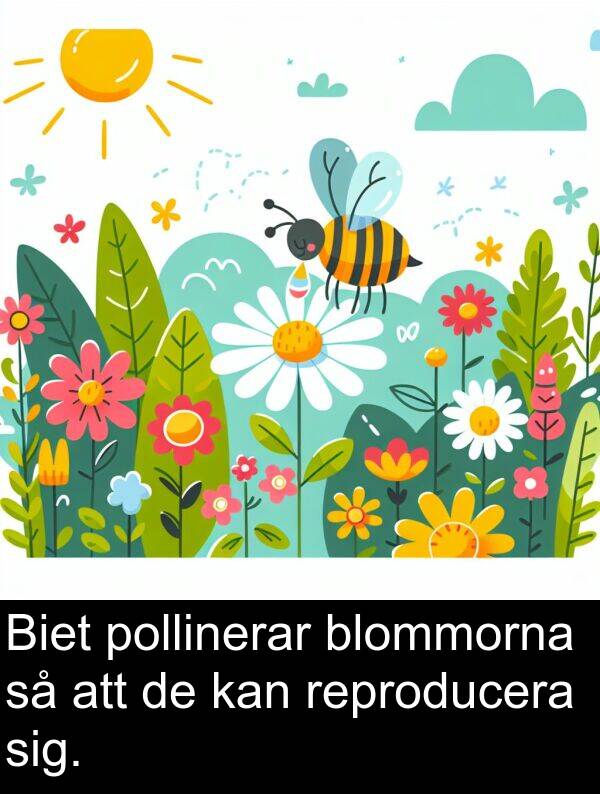 pollinerar: Biet pollinerar blommorna så att de kan reproducera sig.
