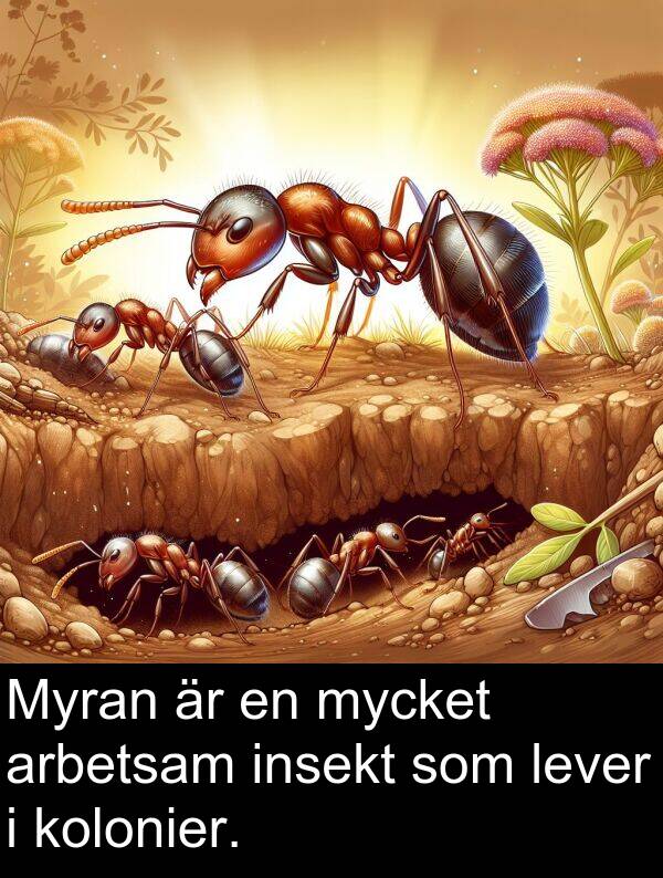lever: Myran är en mycket arbetsam insekt som lever i kolonier.