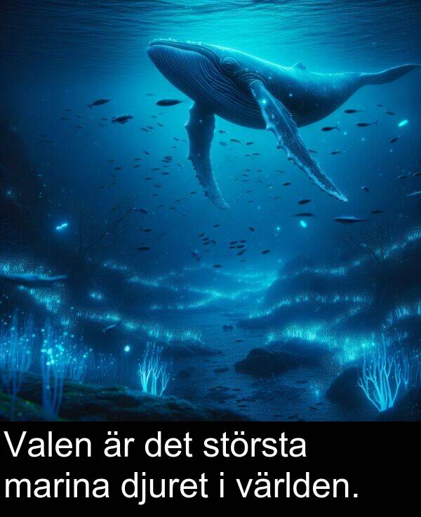 marina: Valen är det största marina djuret i världen.