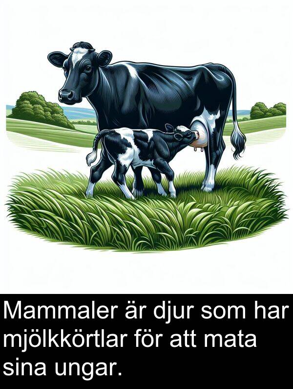 mata: Mammaler är djur som har mjölkkörtlar för att mata sina ungar.