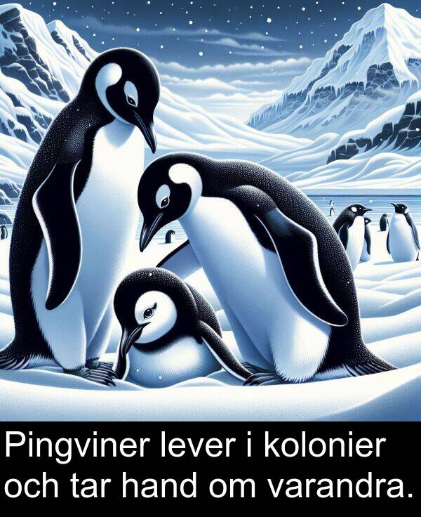tar: Pingviner lever i kolonier och tar hand om varandra.
