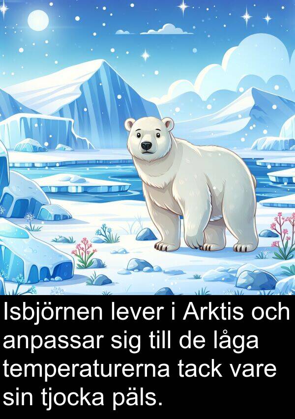 tack: Isbjörnen lever i Arktis och anpassar sig till de låga temperaturerna tack vare sin tjocka päls.