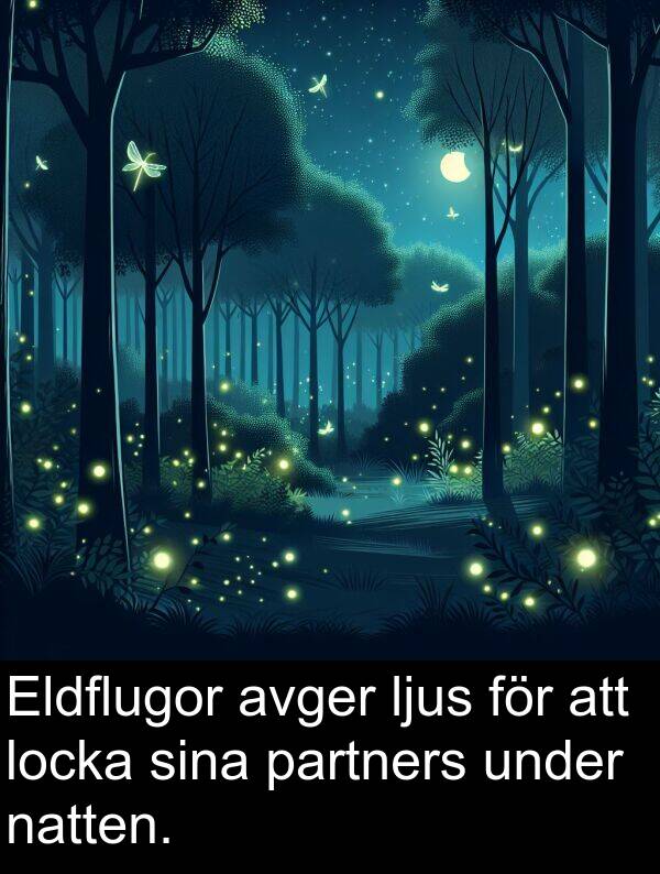 natten: Eldflugor avger ljus för att locka sina partners under natten.
