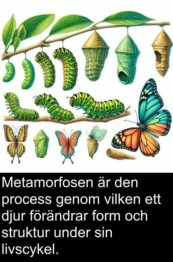 form: Metamorfosen är den process genom vilken ett djur förändrar form och struktur under sin livscykel.