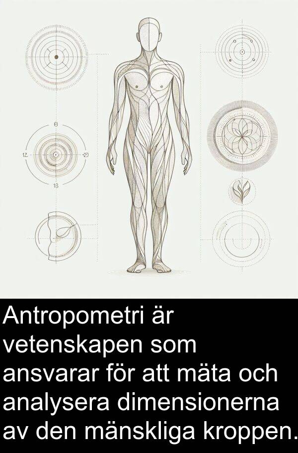 mänskliga: Antropometri är vetenskapen som ansvarar för att mäta och analysera dimensionerna av den mänskliga kroppen.
