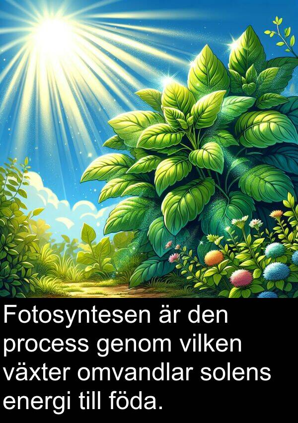 solens: Fotosyntesen är den process genom vilken växter omvandlar solens energi till föda.