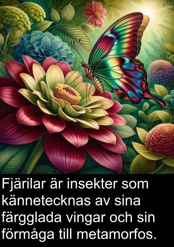 färgglada: Fjärilar är insekter som kännetecknas av sina färgglada vingar och sin förmåga till metamorfos.