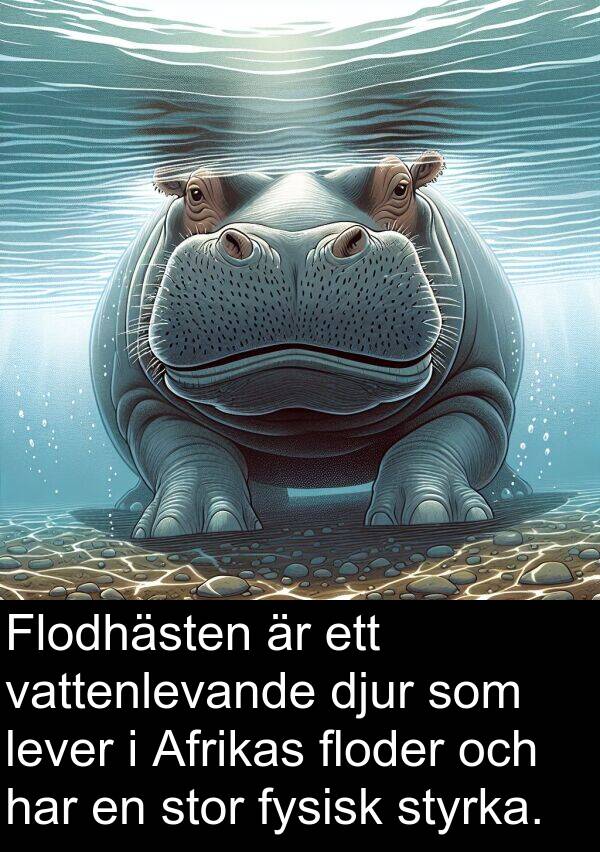 floder: Flodhästen är ett vattenlevande djur som lever i Afrikas floder och har en stor fysisk styrka.