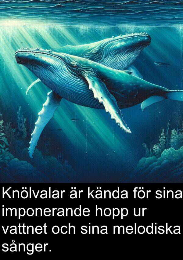 hopp: Knölvalar är kända för sina imponerande hopp ur vattnet och sina melodiska sånger.