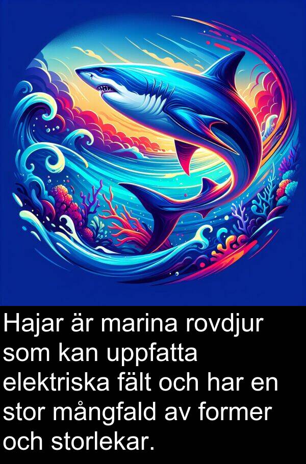 fält: Hajar är marina rovdjur som kan uppfatta elektriska fält och har en stor mångfald av former och storlekar.
