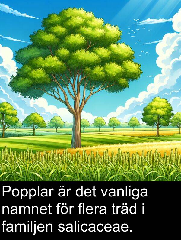 familjen: Popplar är det vanliga namnet för flera träd i familjen salicaceae.
