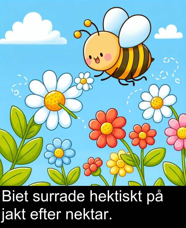 jakt: Biet surrade hektiskt på jakt efter nektar.