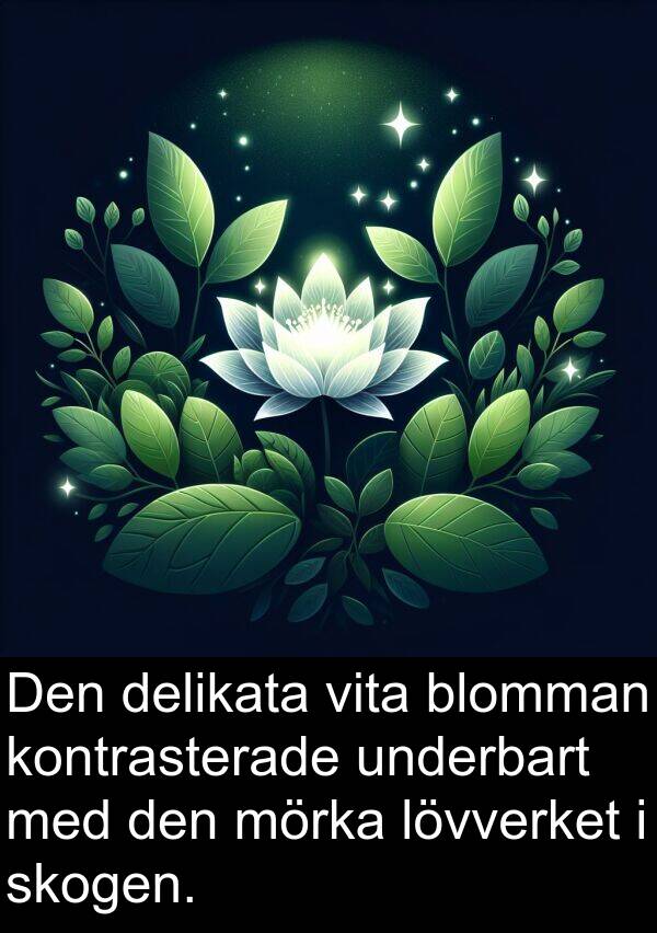 lövverket: Den delikata vita blomman kontrasterade underbart med den mörka lövverket i skogen.