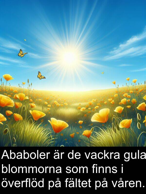 överflöd: Ababoler är de vackra gula blommorna som finns i överflöd på fältet på våren.