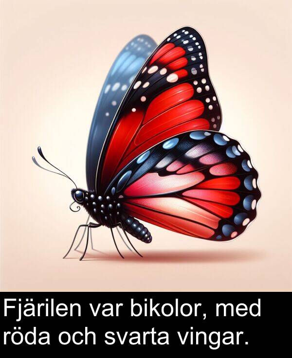 svarta: Fjärilen var bikolor, med röda och svarta vingar.