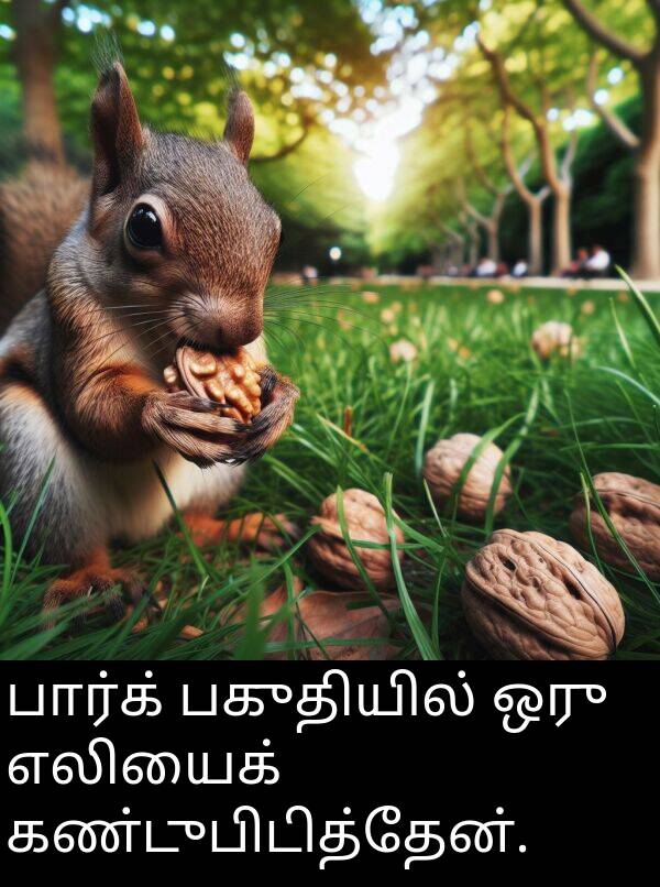 பார்க்: பார்க் பகுதியில் ஒரு எலியைக் கண்டுபிடித்தேன்.