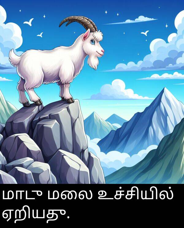 உச்சியில்: மாடு மலை உச்சியில் ஏறியது.