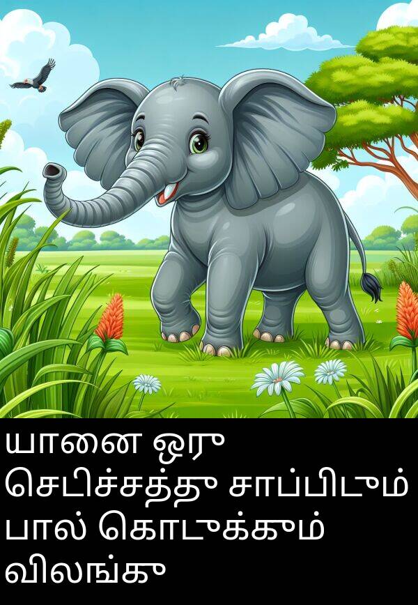 யானை: யானை ஒரு செடிச்சத்து சாப்பிடும் பால் கொடுக்கும் விலங்கு