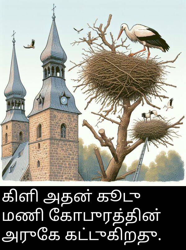 கூடு: கிளி அதன் கூடு மணி கோபுரத்தின் அருகே கட்டுகிறது.