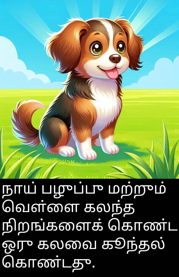 பழுப்பு: நாய் பழுப்பு மற்றும் வெள்ளை கலந்த நிறங்களைக் கொண்ட ஒரு கலவை கூந்தல் கொண்டது.