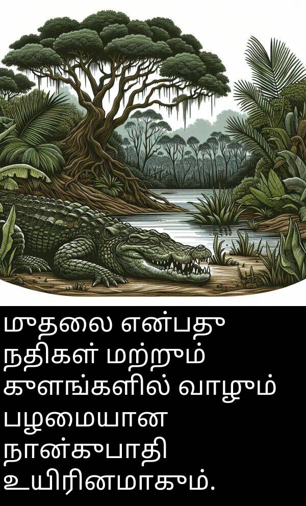 பழமையான: முதலை என்பது நதிகள் மற்றும் குளங்களில் வாழும் பழமையான நான்குபாதி உயிரினமாகும்.