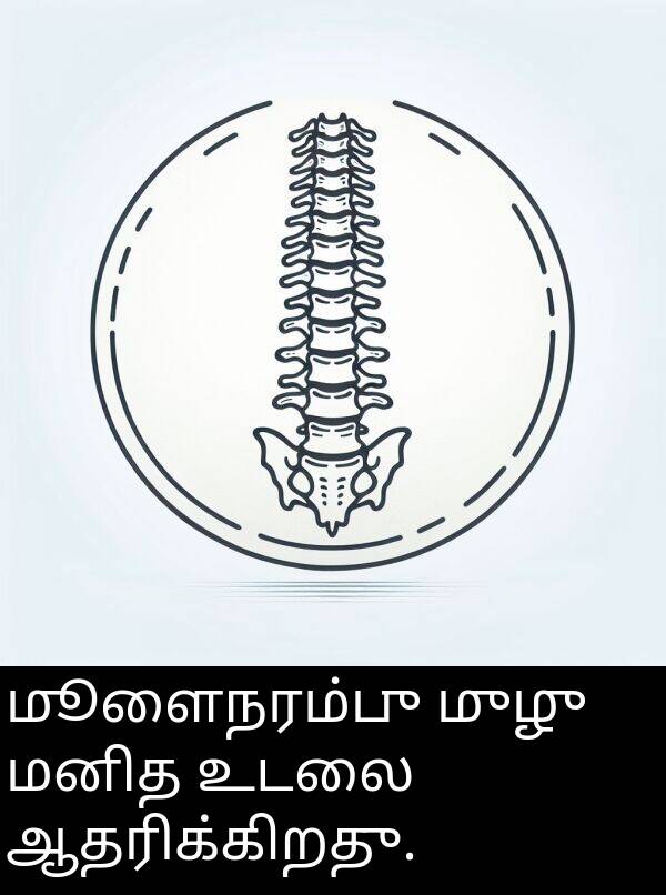 உடலை: மூளைநரம்பு முழு மனித உடலை ஆதரிக்கிறது.
