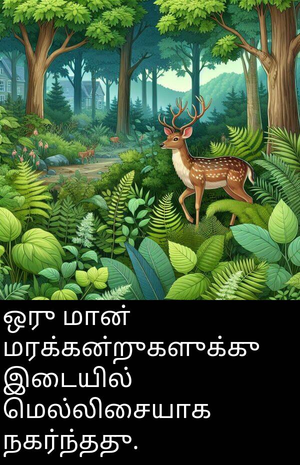 இடையில்: ஒரு மான் மரக்கன்றுகளுக்கு இடையில் மெல்லிசையாக நகர்ந்தது.