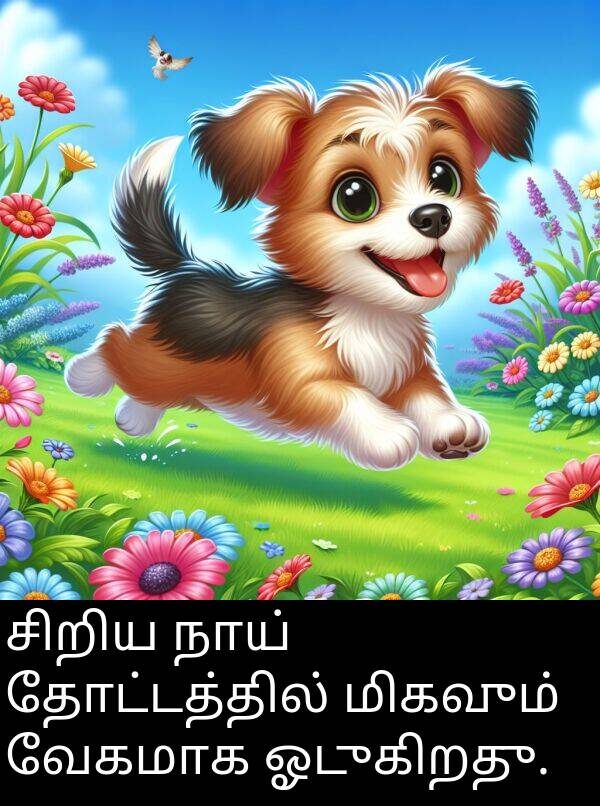 தோட்டத்தில்: சிறிய நாய் தோட்டத்தில் மிகவும் வேகமாக ஓடுகிறது.
