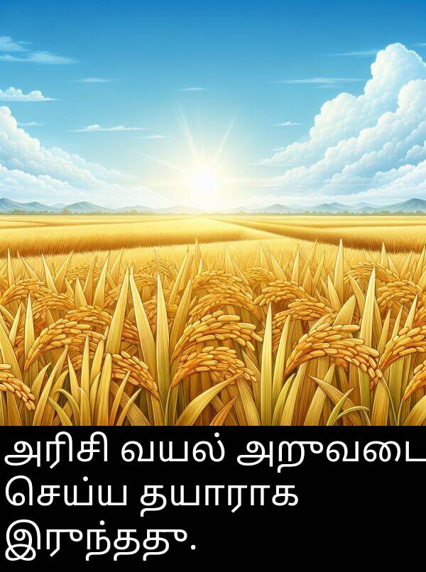 அறுவடை: அரிசி வயல் அறுவடை செய்ய தயாராக இருந்தது.