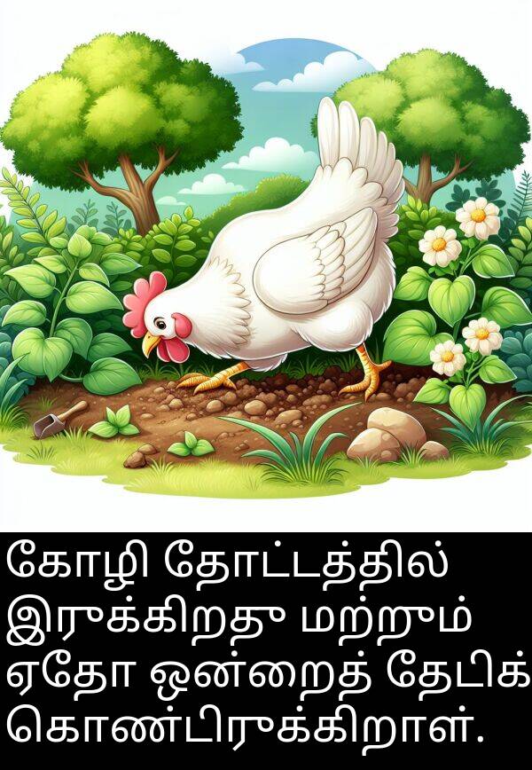 தோட்டத்தில்: கோழி தோட்டத்தில் இருக்கிறது மற்றும் ஏதோ ஒன்றைத் தேடிக் கொண்டிருக்கிறாள்.