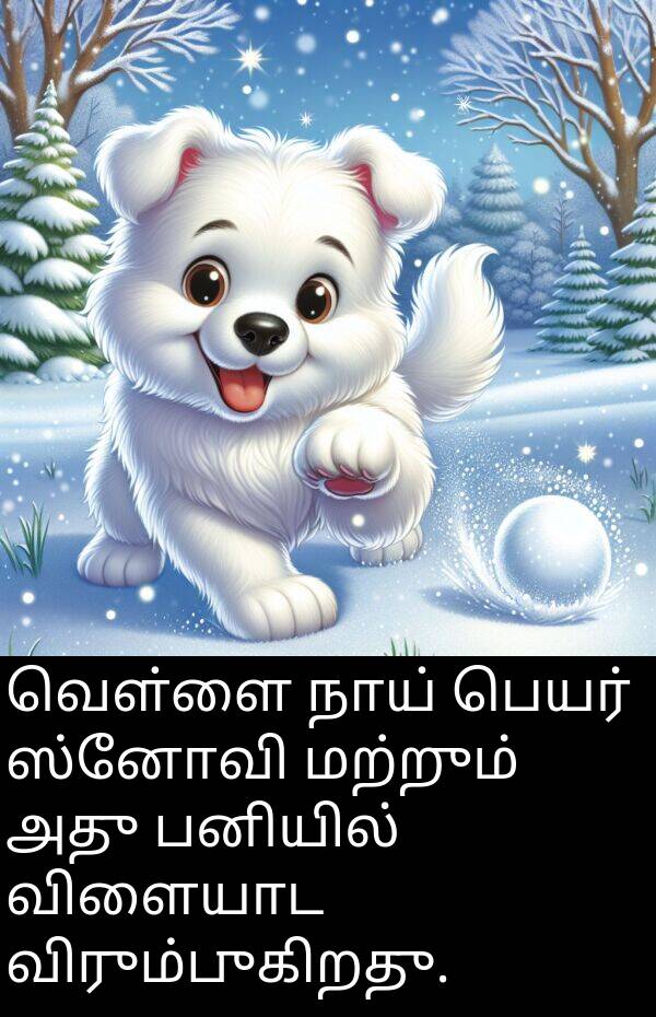 பனியில்: வெள்ளை நாய் பெயர் ஸ்னோவி மற்றும் அது பனியில் விளையாட விரும்புகிறது.