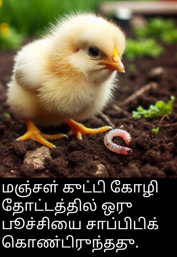 தோட்டத்தில்: மஞ்சள் குட்டி கோழி தோட்டத்தில் ஒரு பூச்சியை சாப்பிடிக் கொண்டிருந்தது.