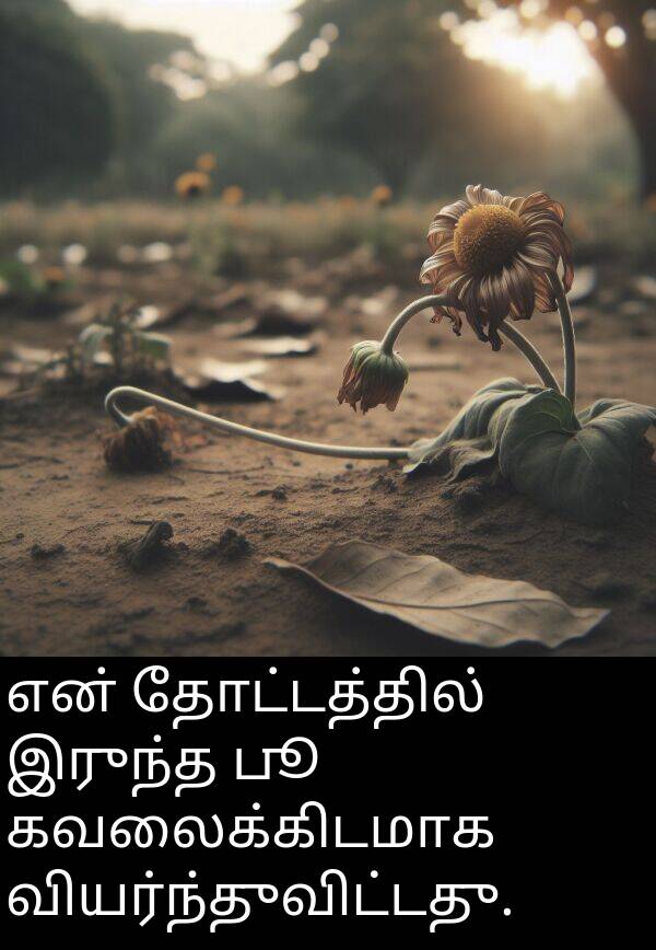 தோட்டத்தில்: என் தோட்டத்தில் இருந்த பூ கவலைக்கிடமாக வியர்ந்துவிட்டது.