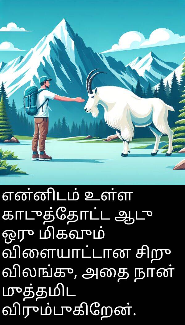 விலங்கு: என்னிடம் உள்ள காடுத்தோட்ட ஆடு ஒரு மிகவும் விளையாட்டான சிறு விலங்கு, அதை நான் முத்தமிட விரும்புகிறேன்.