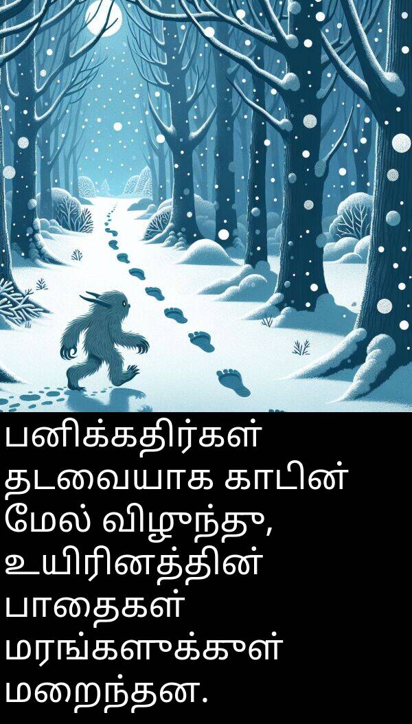 பனிக்கதிர்கள்: பனிக்கதிர்கள் தடவையாக காடின் மேல் விழுந்து, உயிரினத்தின் பாதைகள் மரங்களுக்குள் மறைந்தன.