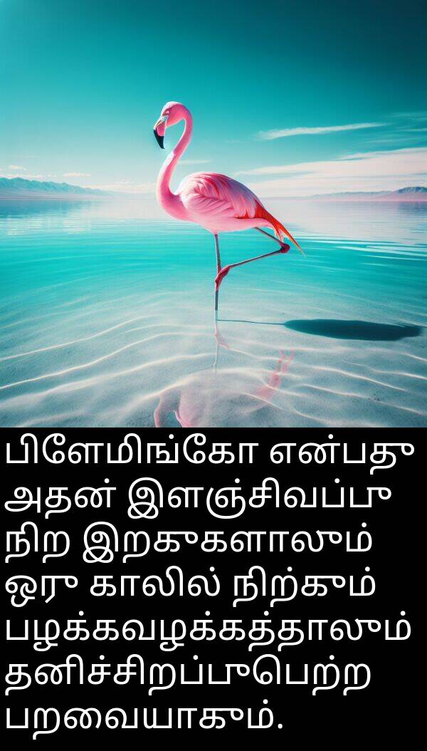 இளஞ்சிவப்பு: பிளேமிங்கோ என்பது அதன் இளஞ்சிவப்பு நிற இறகுகளாலும் ஒரு காலில் நிற்கும் பழக்கவழக்கத்தாலும் தனிச்சிறப்புபெற்ற பறவையாகும்.