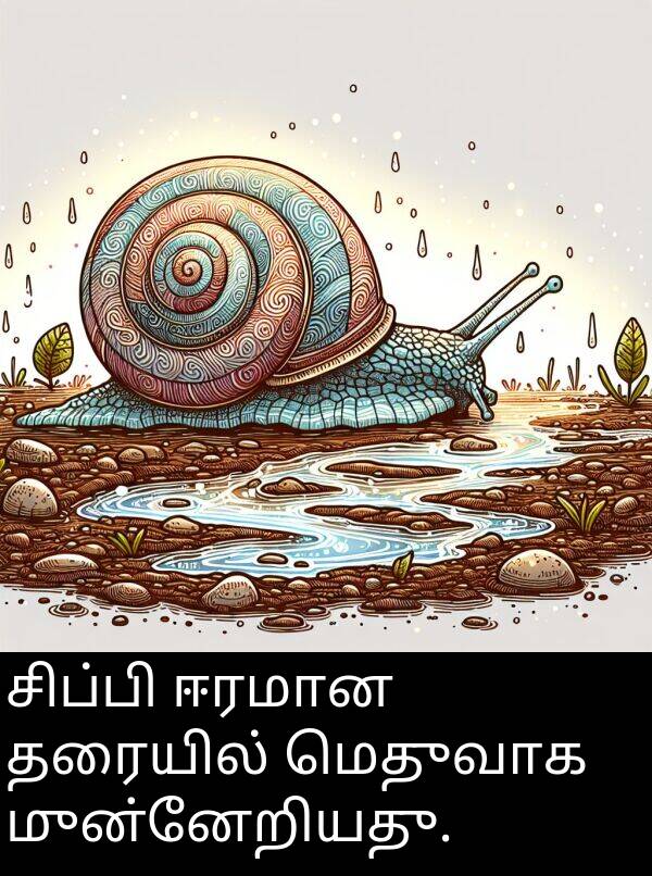சிப்பி: சிப்பி ஈரமான தரையில் மெதுவாக முன்னேறியது.