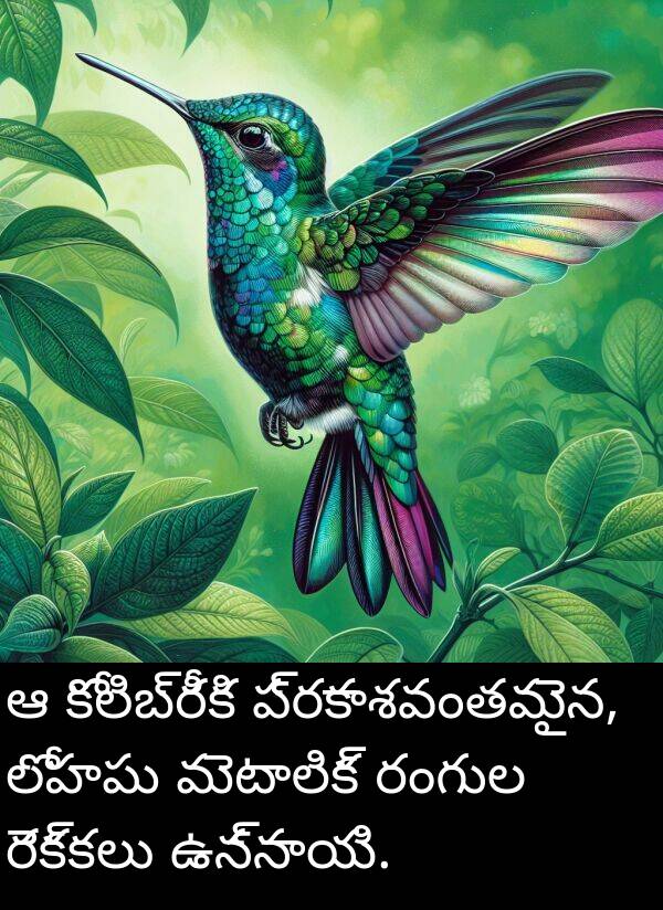రంగుల: ఆ కోలిబ్రీకి ప్రకాశవంతమైన, లోహపు మెటాలిక్ రంగుల రెక్కలు ఉన్నాయి.