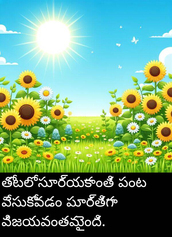 పంట: తోటలో సూర్యకాంతి పంట వేసుకోవడం పూర్తిగా విజయవంతమైంది.