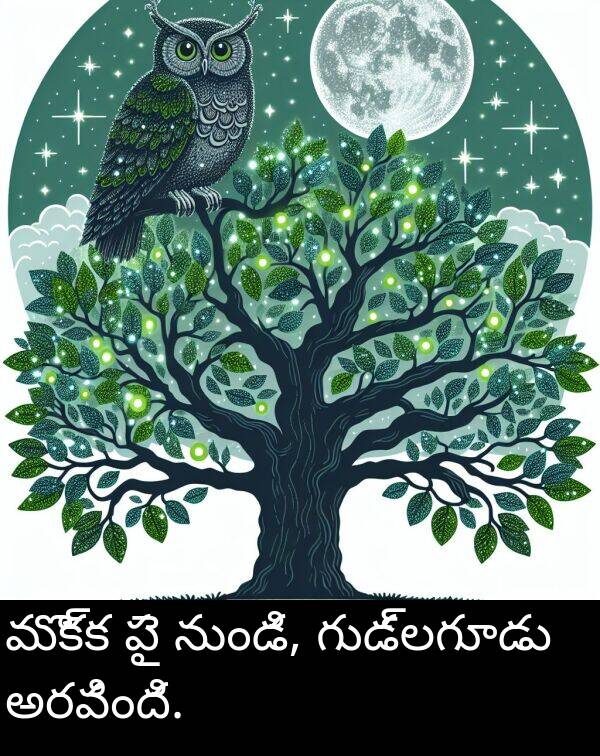 గుడ్లగూడు: మొక్క పై నుండి, గుడ్లగూడు అరవింది.