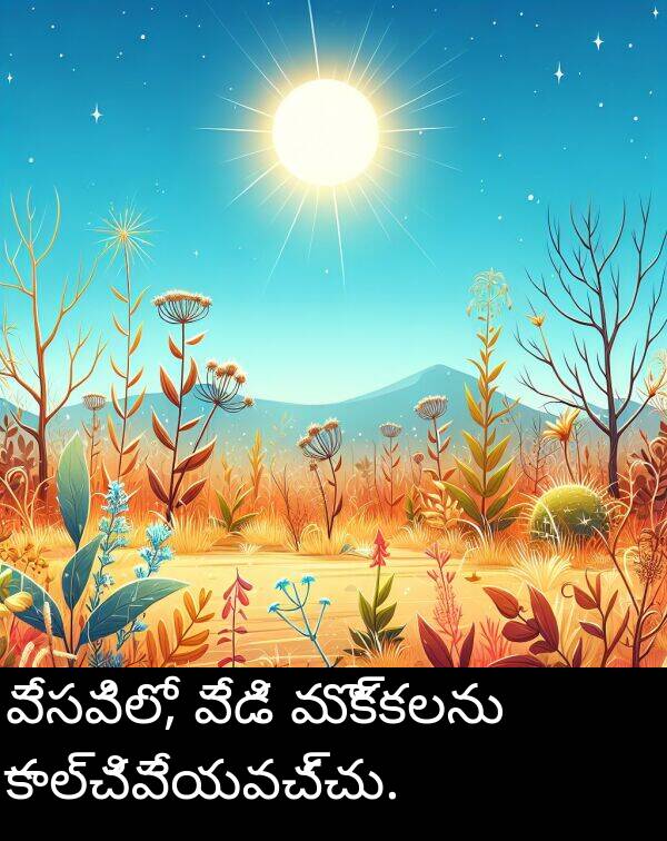 వేడి: వేసవిలో, వేడి మొక్కలను కాల్చివేయవచ్చు.