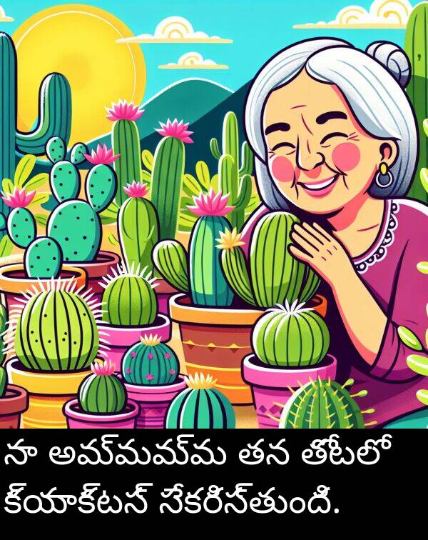 అమ్మమ్మ: నా అమ్మమ్మ తన తోటలో క్యాక్టస్ సేకరిస్తుంది.