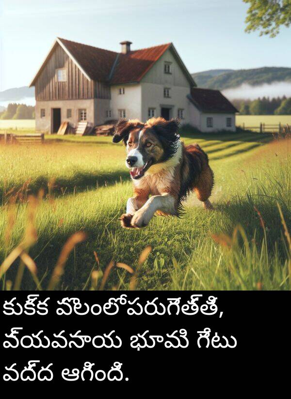 ఆగింది: కుక్క పొలంలో పరుగెత్తి, వ్యవసాయ భూమి గేటు వద్ద ఆగింది.