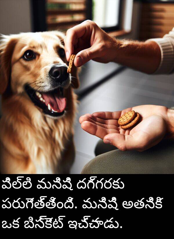 దగ్గరకు: పిల్లి మనిషి దగ్గరకు పరుగెత్తింది. మనిషి అతనికి ఒక బిస్కెట్ ఇచ్చాడు.